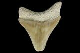 Serrated, Fossil Megalodon Tooth - Bone Valley, Florida #145107-1